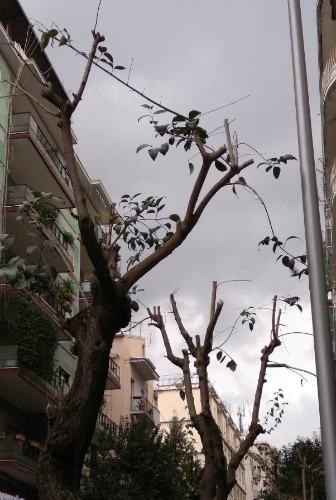 alberi centro città