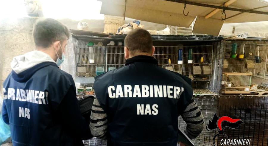 Aveva allestito un salumificio in casa, Nas sequestrano 600 chili di carne 56 carabinieri nas sequestro cardellini