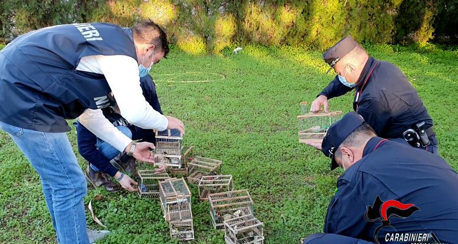 Aveva allestito un salumificio in casa, Nas sequestrano 600 chili di carne 57 carabinieri nas uccellagione forestali