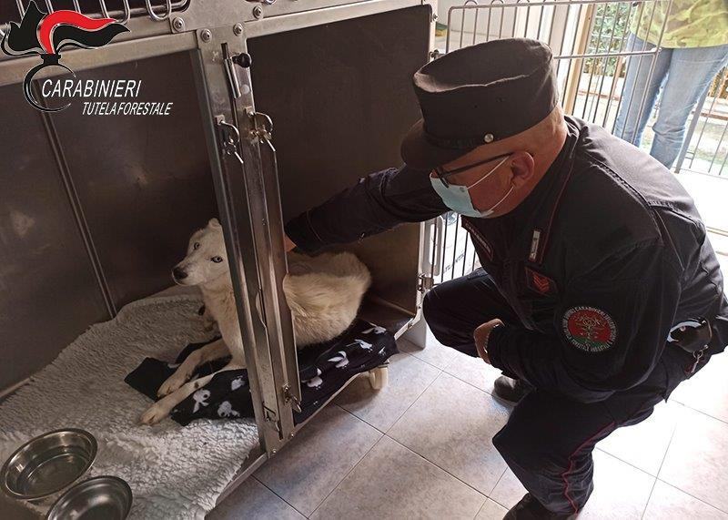 Scalea, cani malnutriti e tra la spazzatura. Salvati, ora cercano casa 54 recupero cani scalea