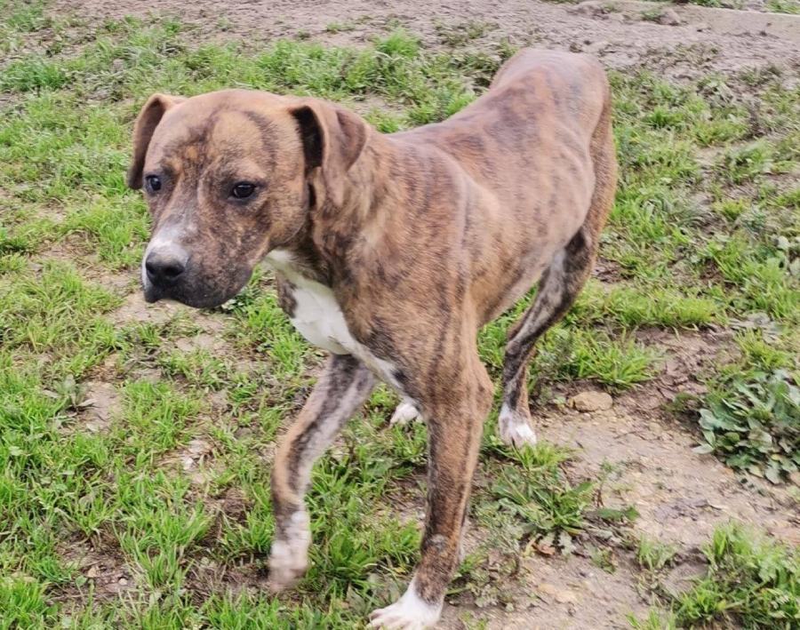 Geronimo, dopo il veleno è ora di casa. Leon, bimbo autistico, parla grazie a Fern 54 Geronimo