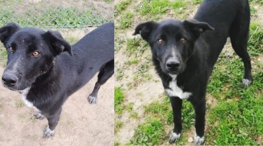 Lucky pronto a vivere in famiglia. L'amicizia tra Finn e il dogo argentino Brutus 54 Lucky