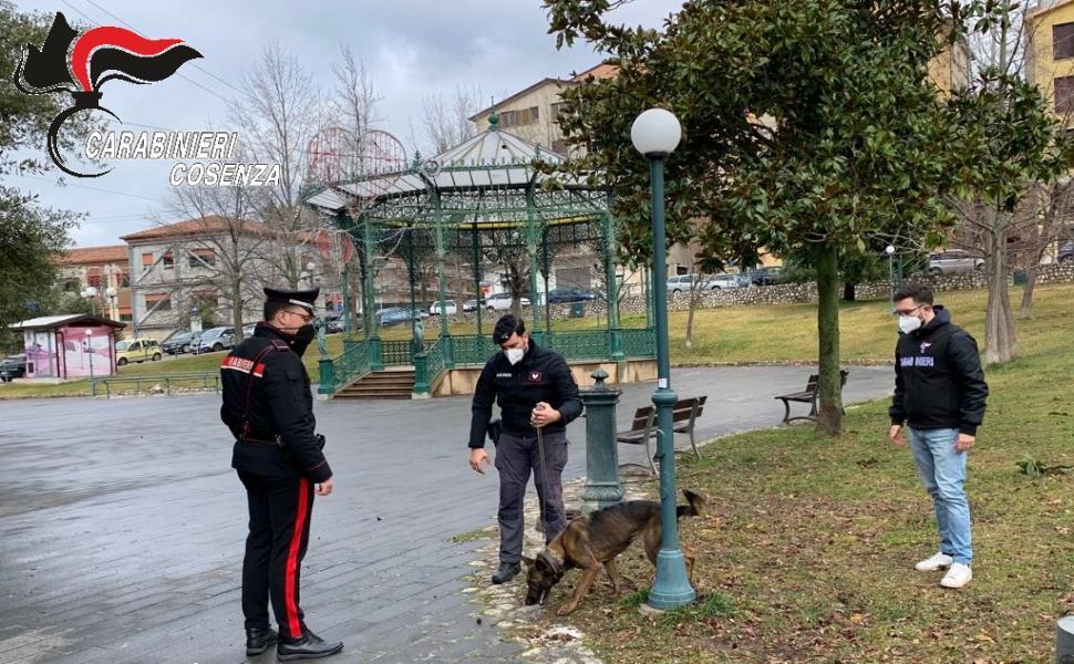Acri, controlli antidroga dei carabinieri in piazze e scuole 53 controlli carabinieri cosenza cane antidroga piazza