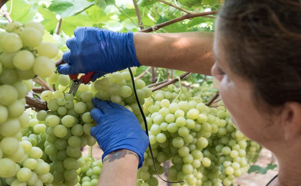 Donne braccianti, invisibili e sfruttate. La provincia di Cosenza nel rapporto "Cambia Terra" 51 Braccianti Puglia @ActionAid