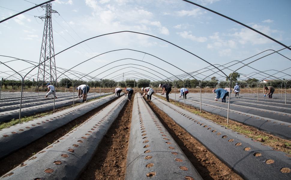 Donne braccianti, invisibili e sfruttate. La provincia di Cosenza nel rapporto "Cambia Terra" 52 Campo di fragole Arco ionico @ActionAid