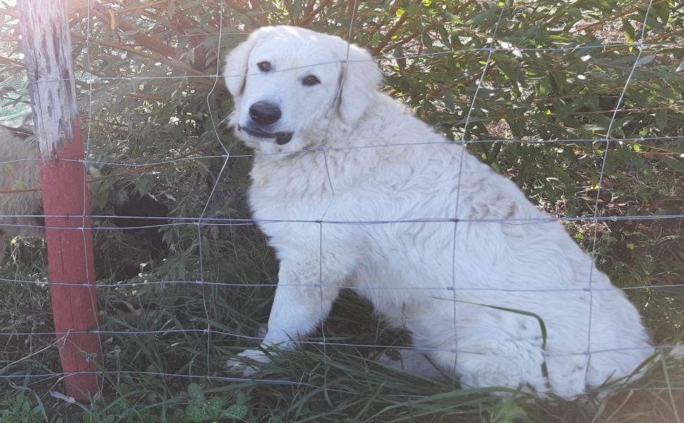 Rota Greca: "Il mio cane avvelenato con il metaldeide", caso denunciato ai carabinieri 52 Nuvola 1