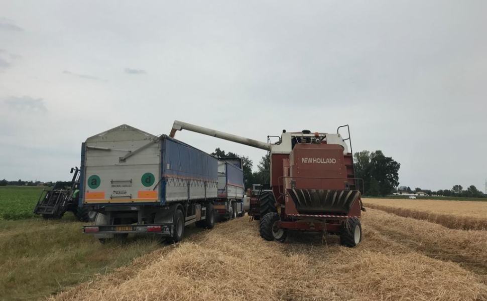 pirateria agroalimentare grano duro 03