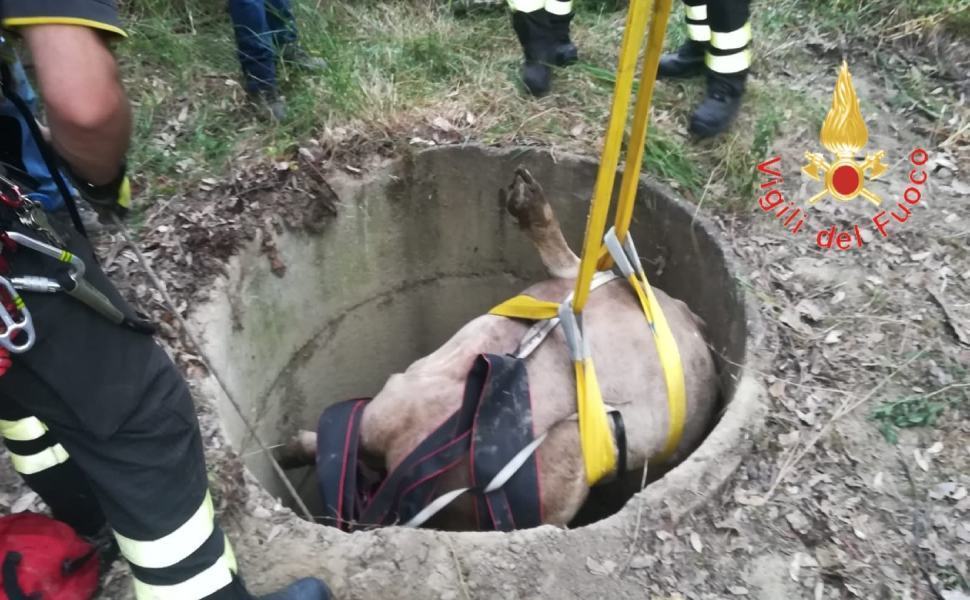 Vitello cade in un pozzo, salvato dai vigili del fuoco 53 vitello pozzo crotone vvff 03