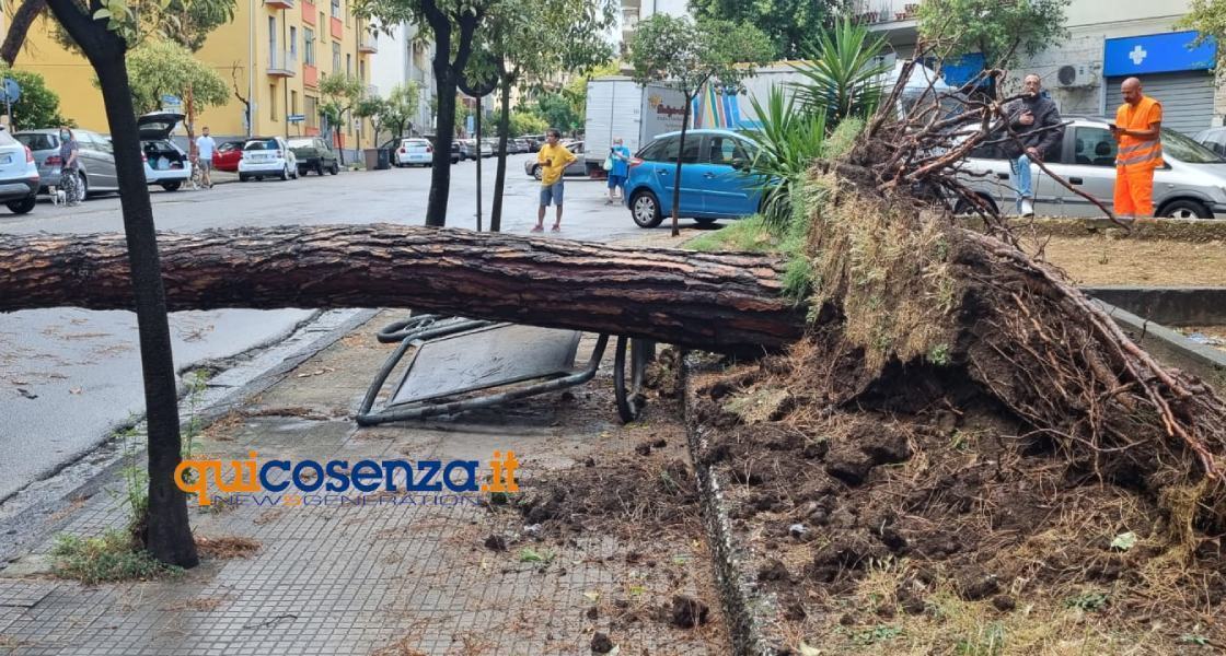 albero auto punto viale repubblica 02