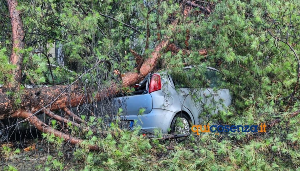 albero auto punto viale repubblica