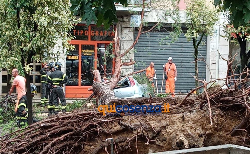 albero viale repubblica auto cosenza 01