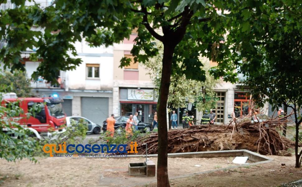 albero viale repubblica auto cosenza 02