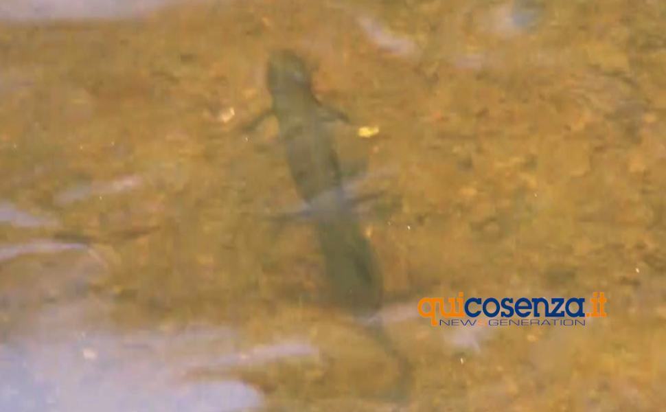 tritone cammino san francesco paola