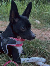 Giornata Mondiale del Cane: l'amico fedele da festeggiare ogni giorno 53 877cd6fa eac2 4410 9a91 2217a9b4bffa