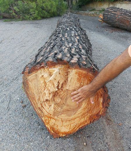 alberi tagliati rende denuncia giardini eva 02