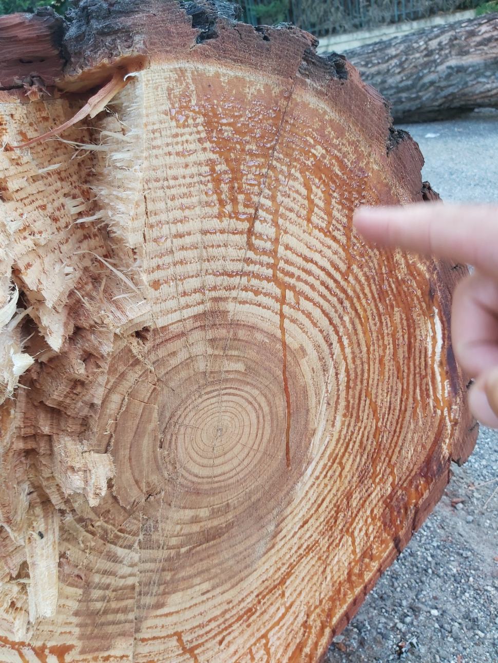 alberi tagliati rende denuncia giardini eva 03