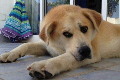 Giornata Mondiale del Cane: l'amico fedele da festeggiare ogni giorno 52 f3846c47 4c9a 4ba3 a874 fcbd93badd54