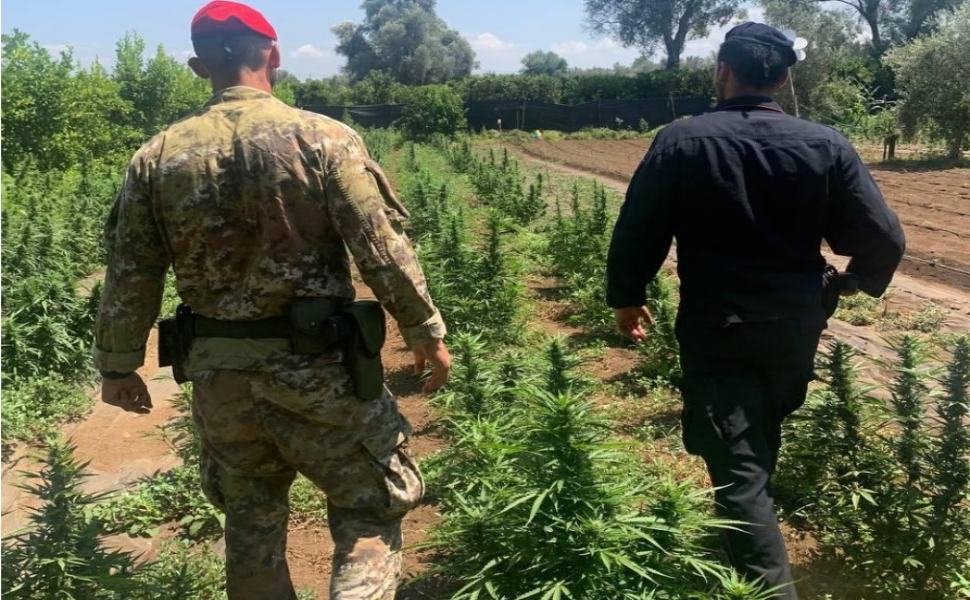 marijuana piantagione 02