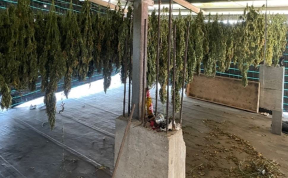 marijuana piantagione essiccatoio