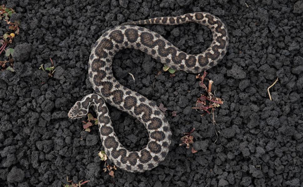 Vipera aspis hugyi 02