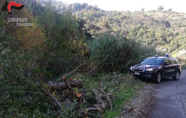 carabinieri forestale taglio alberi