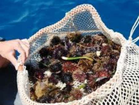 06340fe5919283ba89900a212a82de8c