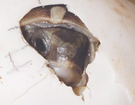 0ada8142e28fab7857c04b5823ce8ae3