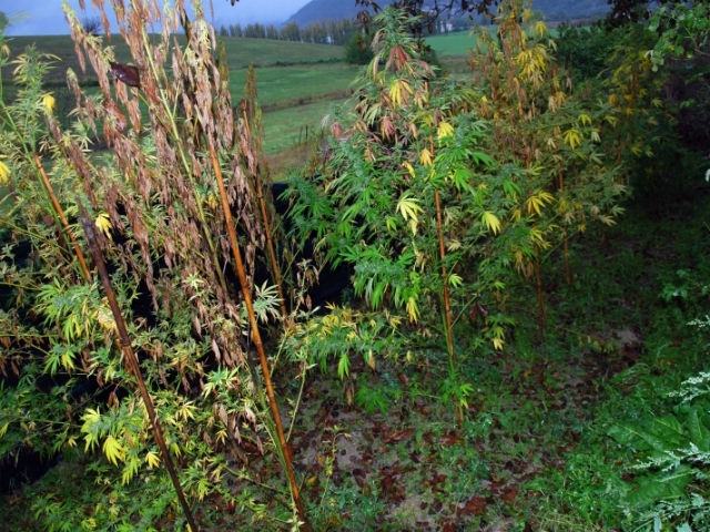 0d273e738fbf34e69d8d0fd062dabb3e