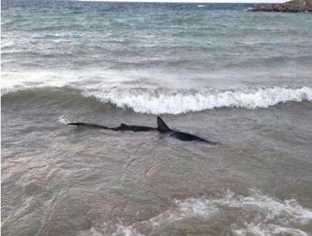 0e91963b21fe806fc300b9b37c13dd9f