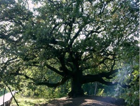 0eb44c431e032c80638b583ba2269caf