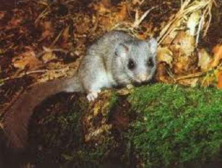 11b053cde9afc6b515c9e2a150e1561e