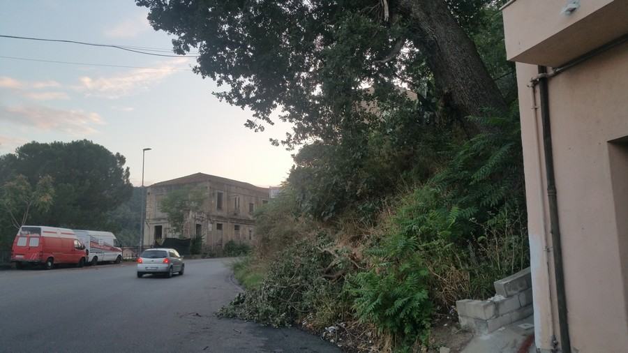 14alberipericolanti