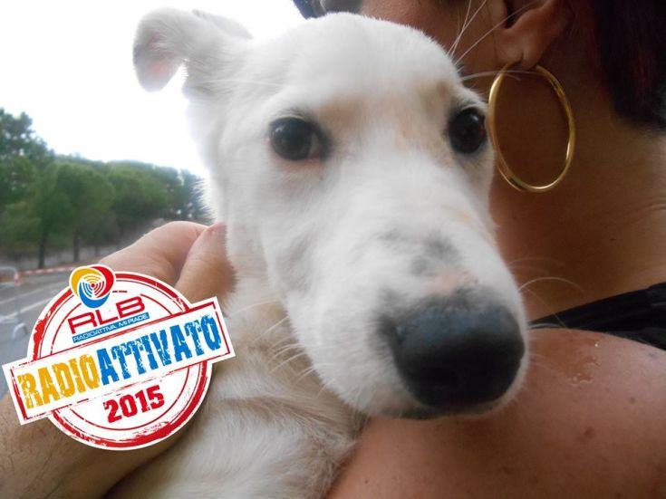Fuscaldo, IV edizione di 'Io scelgo te', un uomo crea scompiglio: 'Non sono cani buoni, vanno ammazzati' 51 1907537 10153444235911189 5953818904314549017 n