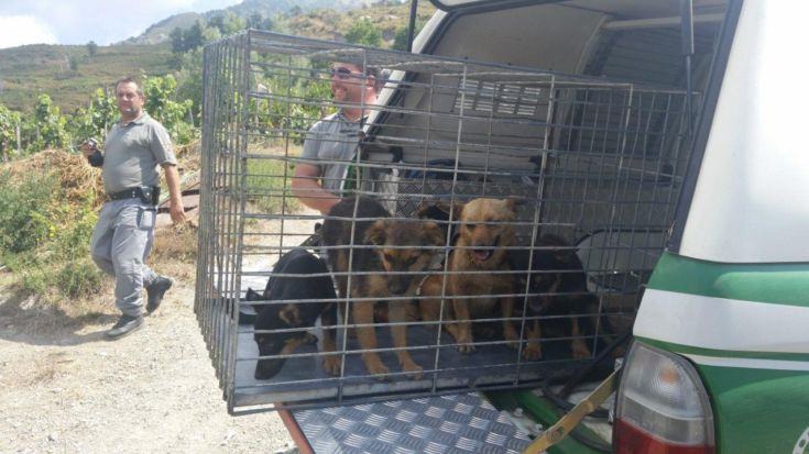 cani sangineto