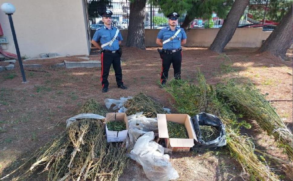 Pizzaiolo e operaio, coltivatori di marijuana nel tempo libero: arrestati in flagrante 51 2021.9.25 2 arresti per esecuz. o.c.c. coltivaz. marijuana. 1
