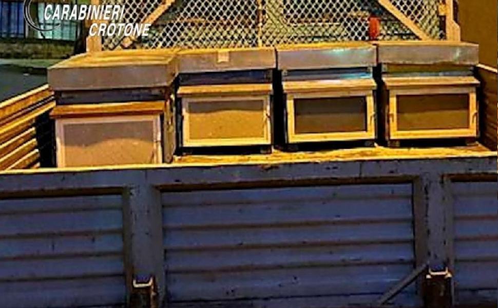 2022 2022 arnie crotone furto