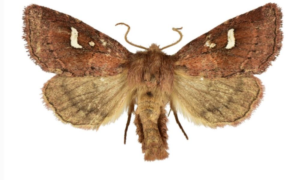 Scoperta una nuova specie di falena nei boschi umidi di Calabria e Basilicata 51 2022 nuova falena