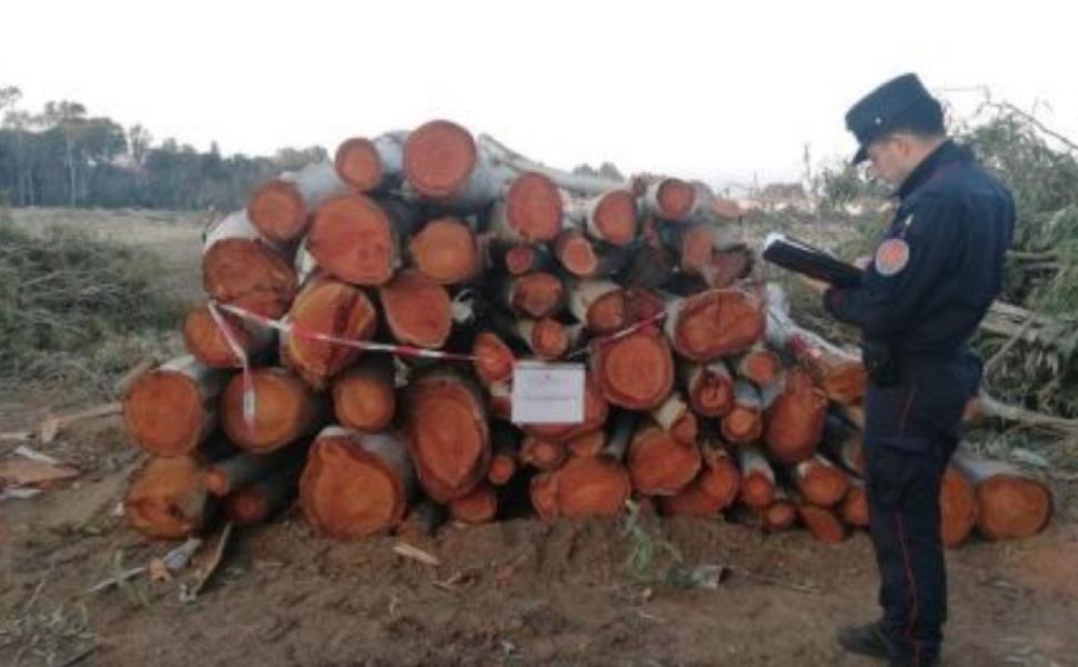 Oltre 160 alberi tagliati senza autorizzazione: denunciate 5 persone 51 2022 pineta pizzo