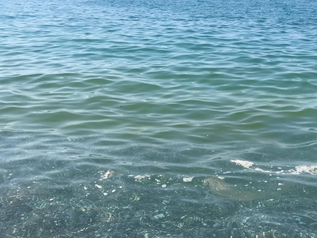 Scalea, turisti e residenti in protesta chiedono chiarezza sul mare sporco 6 20771773 10212141079915192 115617196 o