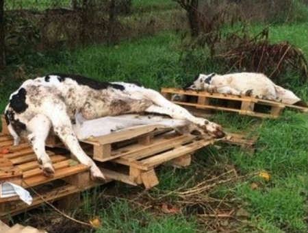 22596f18dbc1968d85e5cc85a0fe5bc2