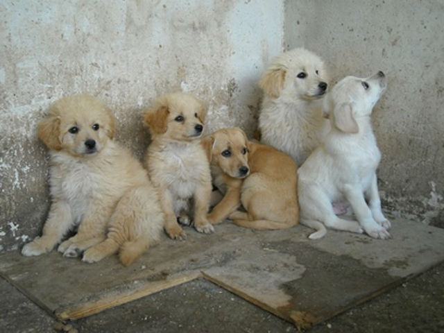 22597d03efba2996fffbdfb49bab3b9b