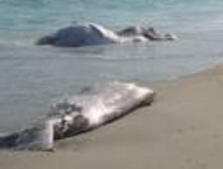 22b52fc0682009540195e2717aa4bed9