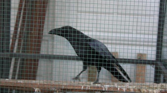 corvo imperiale in gabbia