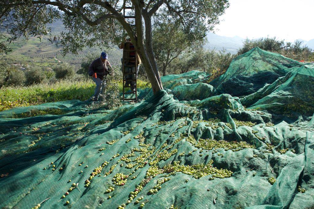 3. Olio Folk Fest 2018 1024x684 1