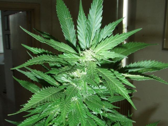 32827062d398c3bcebce44c02ac4fa3f