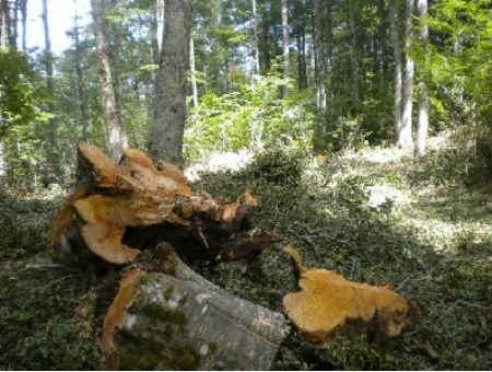 3348c773c3ef29c1c1dedec21cd3ac55