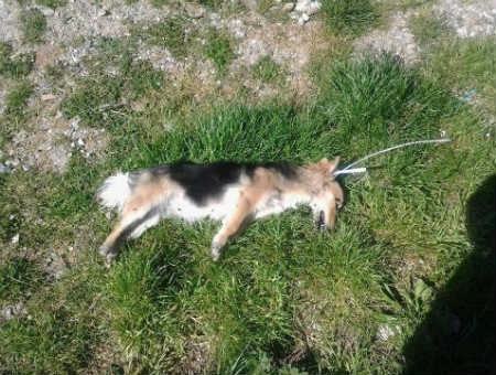 345e0dade99f213c13534a7fe811c386