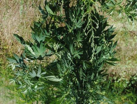 34b6fc9c6df4ea1b2a603bb7212b6001