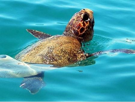 Tartaruga ritorna in mare dopo il 'ricovero' a Roccella 51 367f75d367c0b264bc08e189fcd14e07