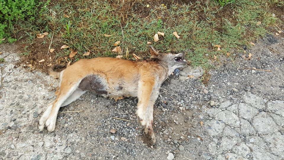 Cani avvelenati a Dipignano, Morra: "gravissimo episodio, lì qualcuno è disturbato" 53 38531430 10155861195137956 5435568570954153984 n